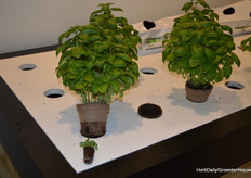 Jiffy brought a preforma plug that is ISO 22,000 certified and consists of 70% coconut and 30% peat. The plug goes into a fully biodegradable pot filled with organic potting soil to yield a completely organic basil.